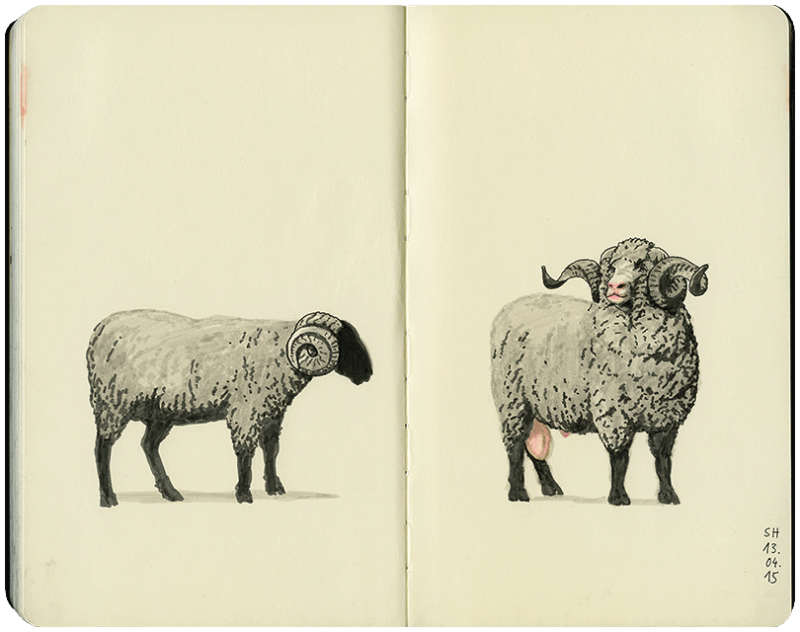 Widder und Schaf