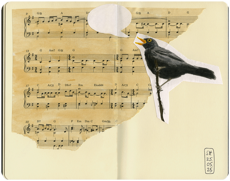 Blackbird-Song